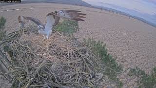 The moment White YW arrives back 24 March 2024 for his 10th summer at Foulshaw Moss Nature Reserve [upl. by Gisella]