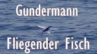 Gerhard Gundermann  Fliegender Fisch [upl. by Hearn289]