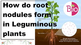 How do root nodules form in Leguminous plants by Simply The Best BIO [upl. by Ettevi]