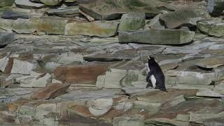 Southern Rockhopper Penguin Eudyptes chrysocome hopping the rocks towards the colony [upl. by Gerlac]