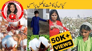 Best Method Of Cotton Farming2024kapas ki kasht ka tarika  کپاس کی کاشت [upl. by Cleveland993]