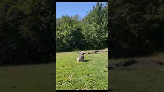 The eagle did something strange in front of the rabbit😳😳😳 [upl. by Dublin]