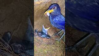 Mother bird feeding babies nature birdlife [upl. by Reedy216]