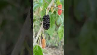 Mulberry tree mulberries fruit like subscribe [upl. by Arayc]