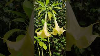 Engelstrompete Brugmansia [upl. by Kenton]