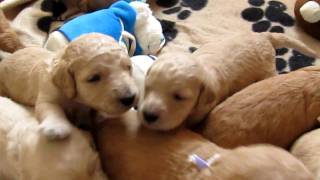 Very Noisy Goldendoodle Puppies [upl. by Eicnahc]