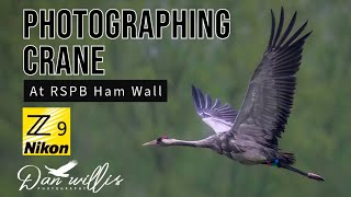 In search of Cranes at RSPB Ham Wall [upl. by Calabrese]