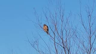 Red Shouldered Hawk in a Tree [upl. by Magdaia]