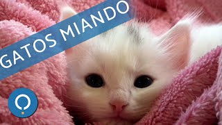 🐱 GATOS MIANDO 🐱 [upl. by Ahtar581]