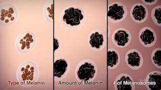 How We Get Our Skin Color  HHMI BioInteractive Video [upl. by Dlanigger]