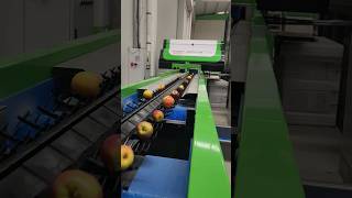 Elma boylama makinesi Apple sorting machine apple freshfruit türkiye [upl. by Nesnej927]