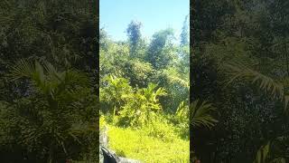 Rainforest thunderstorm sound for sleeping on a treehouse reels trending viral vlog youtube [upl. by Oigroig638]