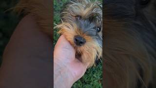 ❤️‍🔥Smoc cel viteaz 😉😍 share foryou viral shortvideo dog puppy shorts short [upl. by Wilbert619]