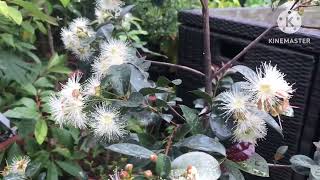 Incredible flower display continues on my Lilly Pilly  Syzygium Smithii [upl. by Ardnuek135]