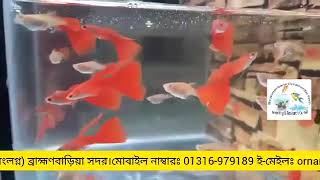 Breeding Guppy Albino Full RedRed MoscowBrahmanbaria ornamental fish breeding and Research centre [upl. by Barron]