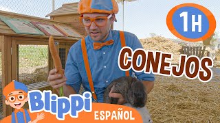 Blippi visita los conejos en la granja🐰 Blippi Español  Videos educativos para niños [upl. by Llain450]