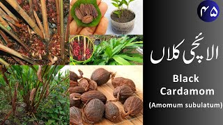 Elaichi Kalan الائچی کلاں  Black Cardamom uses and properties [upl. by Ahsaret]