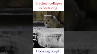 Tracheal collapse in a Spitz doghonking coughtracheal narrowingdrrbkushwaha [upl. by Macrae]