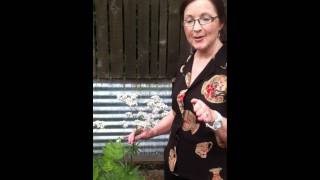 Valerian in the ACHS Herb Garden with Dorene Petersen [upl. by Jacquelin]