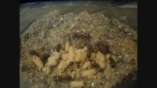 Camponotus noveboracensis Queen Laying an Egg HD [upl. by Manolo]