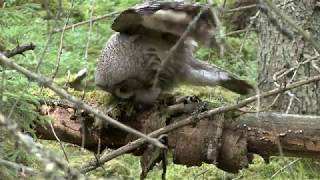 LAPPUGGLA Great Grey Owl Strix nebulosa Klipp  3440 [upl. by Isabea]