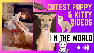 cutest puppies amp kittens videos in the world😁😂funnyanimals [upl. by Philbert]