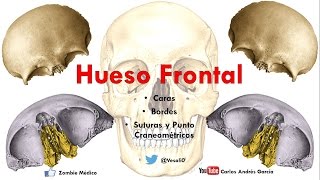 Anatomía  Hueso Frontal Caras Bordes Puntos Craneométricos [upl. by Nolaf]