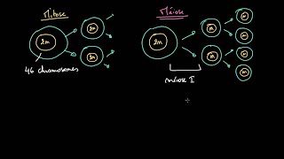 Comparaison entre mitose et méiose شرح بالدارجة المغربية [upl. by As]