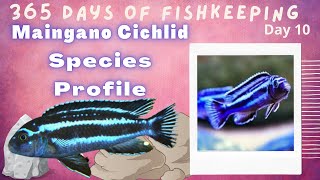 How to Maingano Cichlid  Care Guide [upl. by Attehcnoc]