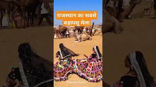 Short video pashu mela Pushkar Rajasthan karajsthanilife song [upl. by Jasik]