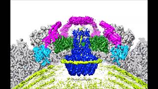 Structure of a herpesvirus [upl. by Germain]