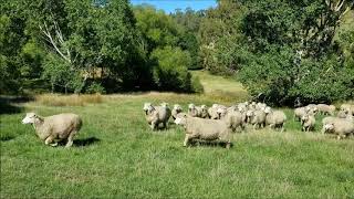 Sheep at Barewood Garden Farm [upl. by Nahbois]