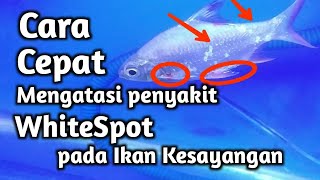 Cara Cepat Mengatasi Penyakit Whitespot Pada Ikan Hias [upl. by Auhel285]