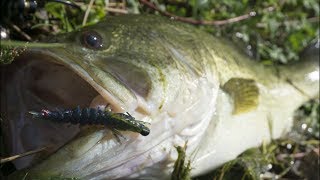 Big Largemouth Bass on the Hellgrammite [upl. by Berlauda320]