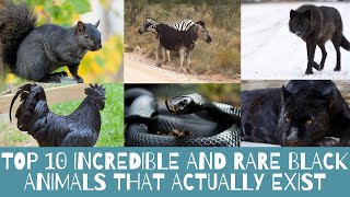 Top 10 Incredible and Rare Black Animals That Actually Exist [upl. by Izogn]