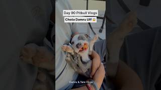 Pitbulldog amp Puppies Daily Vlogs 🐶 shortsfeed dog puppy [upl. by Housum]