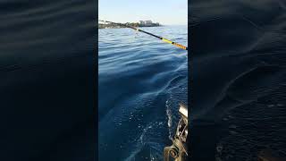 Trolling from the Kayak in Roatan’s Waters—Tuna on the Line 🚣‍♂️🐟 KayakFishing RoatanReef [upl. by Meryl330]