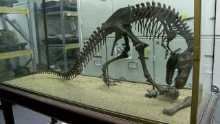 Inside the Collections Paleontology and the Big Bone Room [upl. by Sinaj]