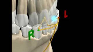 MANDIBULAR MOVEMENTS  2 [upl. by Vigor]