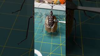 Mormolyce phyllodes commonly known as the violin beetle music shortvideo taxidermy foryou [upl. by Ellevel]