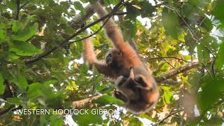 Gibbon Sanctuary March 2022 [upl. by Akahs694]