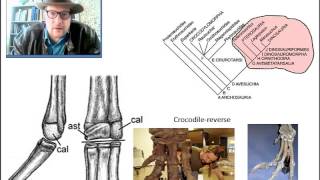 GEO 6350 Vertebrate Paleontology Lecture 15 Archosauromorphs [upl. by Cuhp348]