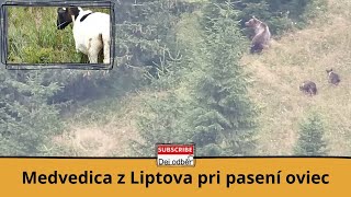 Medvedica z Liptova pri pasení oviec ⛰🐑🐻🐑⛰ [upl. by Sualk346]