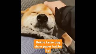 Dekho dog kaisey Sopa per bye Ta cute cutebaby [upl. by Aluin]