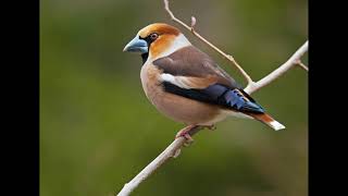 HAWFINCH CALL SINGING FROSONI [upl. by Navlys187]