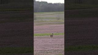 Fast forward coyote hunt hunting wildanimals coyote nature wildlife animals outdoors [upl. by Airdnoed]