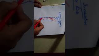 upper limb CUTANEOUS INNERVATION learn on FINGERTIPSanterior side [upl. by Ansilme232]