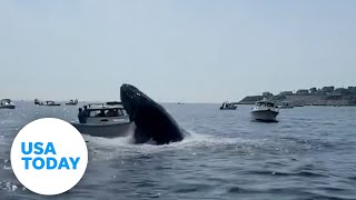 Breaching whale caught on camera landing on boat in Massachusetts  USA TODAY [upl. by Aranat]