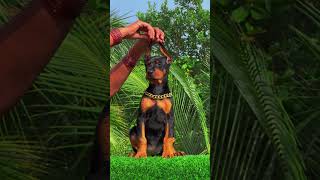 European Doberman Female Puppy Available 🖤😎 doberman [upl. by Lyrad]