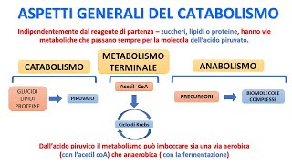 ANABOLIMO E CATABOLISMO [upl. by Butch]